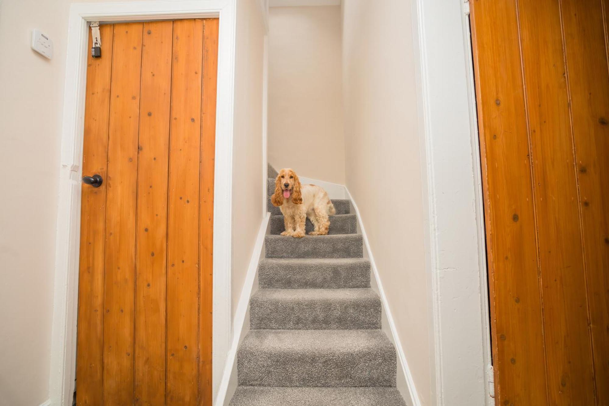 Tig Cottage - A Rural, Quirky, Pet Friendly 2 Bedroom Cottage Near Ballantrae Dış mekan fotoğraf